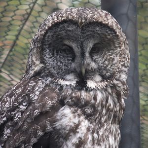 Great Gray Owl