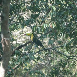 Keel-billed Toucan