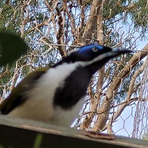 Bluefaced Honey Eater