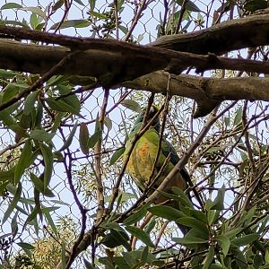 Redrump parrot hybrid