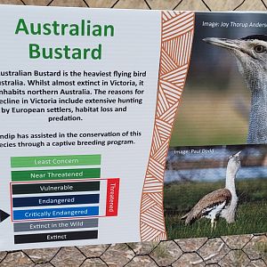 Bustard sign
