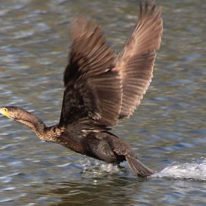 Greater cormorant