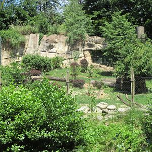 Lion exhibit