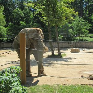 African elephant- Kali
