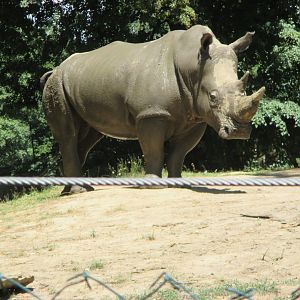 South white rhino Kashka