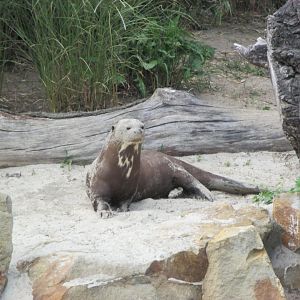Giant otter