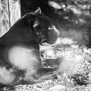 RIP Zambucca the 17-year-old Black Jaguar