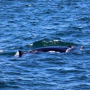 sei whale (Balaenoptera borealis)