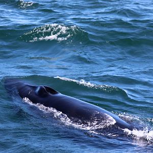 sei whale (Balaenoptera borealis)