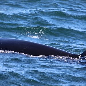 sei whale (Balaenoptera borealis)