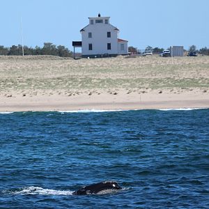 North Atlantic right whale (Eubalaena glacialis)