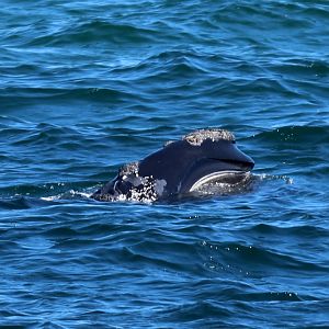 North Atlantic right whale (Eubalaena glacialis)
