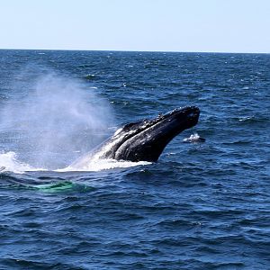 humpback whale (Megaptera novaeangliae)