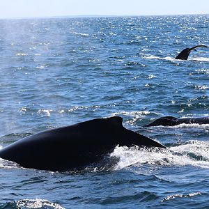 humpback whales (Megaptera novaeangliae)