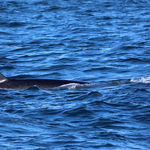 sei whale (Balaenoptera borealis)