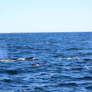 humpback whales (Megaptera novaeangliae) with Atlantic white-sided dolphin (Lagenorhynchus acutus)