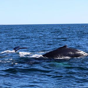 humpback whales (Megaptera novaeangliae)