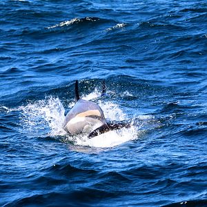 Atlantic white-sided dolphin (Lagenorhynchus acutus)