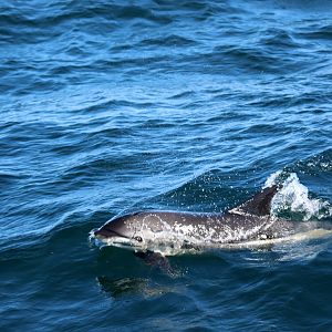 Atlantic white-sided dolphin (Lagenorhynchus acutus)