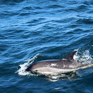 Atlantic white-sided dolphin (Lagenorhynchus acutus)