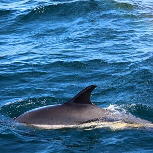 Atlantic white-sided dolphin (Lagenorhynchus acutus)