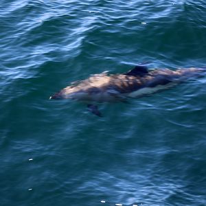 Atlantic white-sided dolphin (Lagenorhynchus acutus)