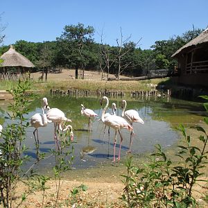 Greater flamingos