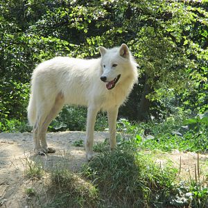 Arctic wolf