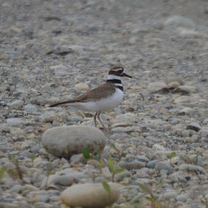 Charadrius vociferus vociferus