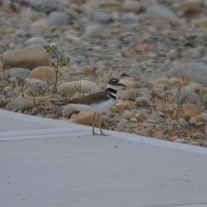 Charadrius vociferus vociferus
