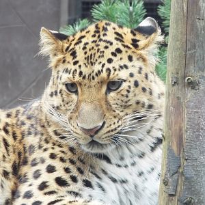 Amur Leopard - Twycross Zoo
