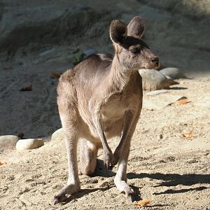 Eastern grey kangaroo (Macropus giganteus), 2020-09-20
