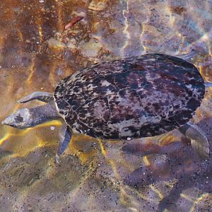 Branderhorst´s snapping turtle (Elseya branderhorsti), 2020-09-20