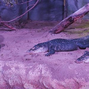 American alligators (Alligator mississippiensis), 2020-09-20