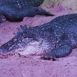 American alligator (Alligator mississippiensis), 2020-09-20