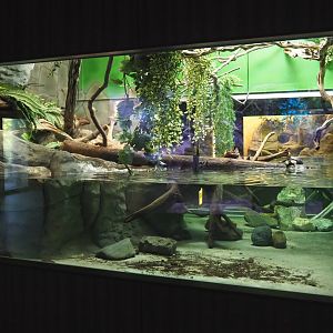 African mud turtle and Sailfin lizard exhibit, 2020-09-20