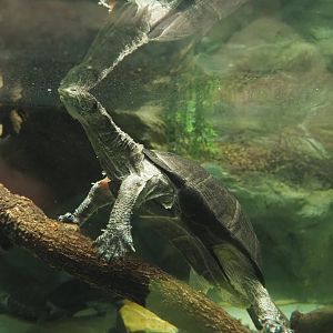 African keeled mud turtle (Pelusios carinatus), 2020-09-20