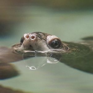 African keeled mud turtle (Pelusios carinatus), 2020-09-20