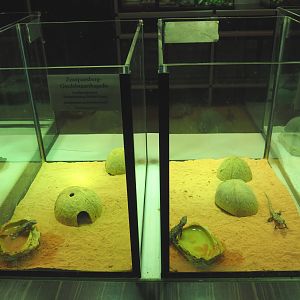 Raising terraria Zoutpansberg girdled lizards, 2020-09-20