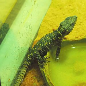 Juvenile Zoutpansberg girdled lizard (Smaug depressus), 2020-09-20