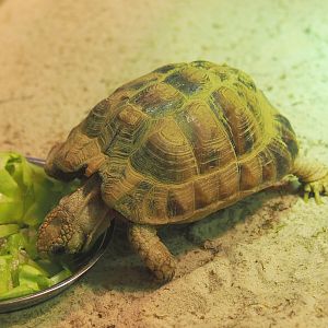 Juvenile Egyptian tortoise (Testudo kleinmanni), 2020-09-20