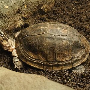 South-east Asian box turtle (Cuora amboinensis), 2020-09-20