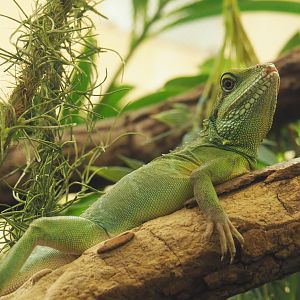 Chinese water dragon (Physignathus cocincinus), 2020-09-20