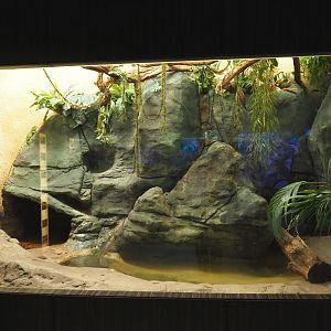 Asian forests mixed terrarium, 2020-09-20