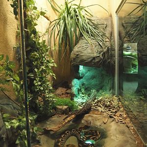 Malagasy ground boa terrarium, 2020-09-20