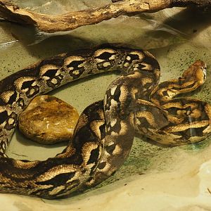 Malagasy ground boa (Acrantophis madagascariensis), 2020-09-20