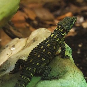 Zoutpansberg girdled lizard (Smaug depressus), 2020-09-20