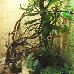 Zoutpansberg girdled lizard, 2020-09-20