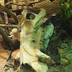 Hippopotamus skull in a terrarium, 2020-09-20