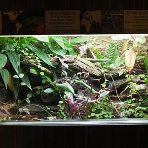 Green and black poison dart frog, Robert Merten's day gecko and Fleischmann's Glass frog terrarium, 2020-09-20